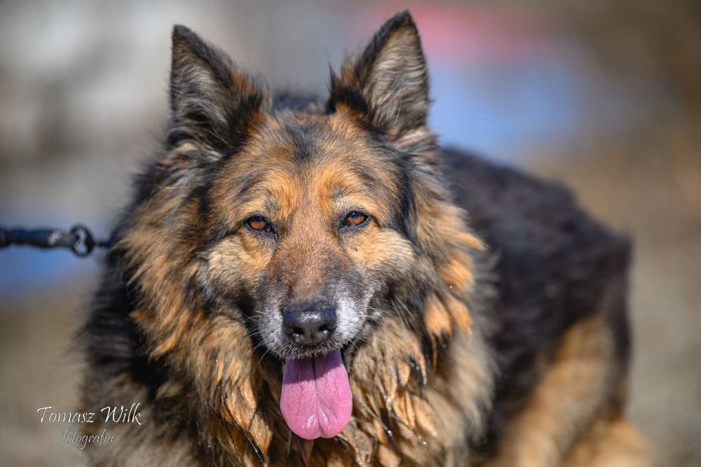 Babuleńka Ważka - owczarkowata suczka o smutnych oczach poleca się do adopcji