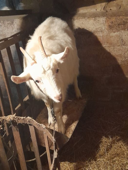 Продам коз первісток