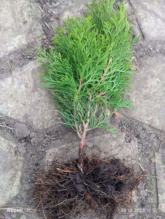 Саджанці Туя смарагд