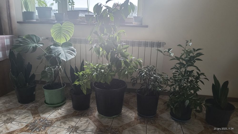 Sprzedaż różnych kwiatów