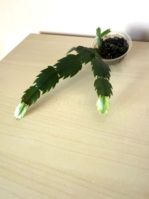 Спатифиллум , Гибискус, Кроссандра, Сциндапсус, Рождественник