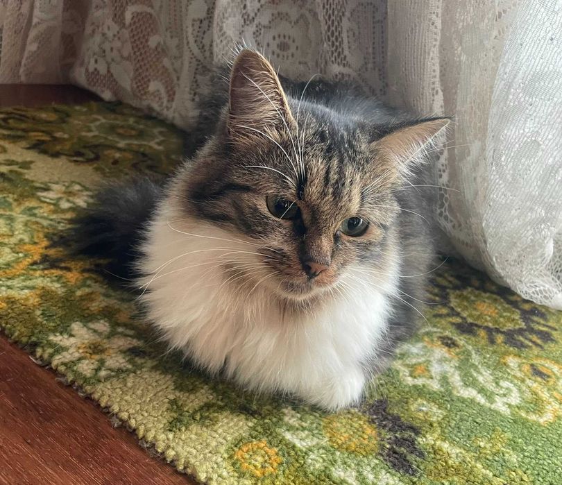 Котик Тішка шукає родину