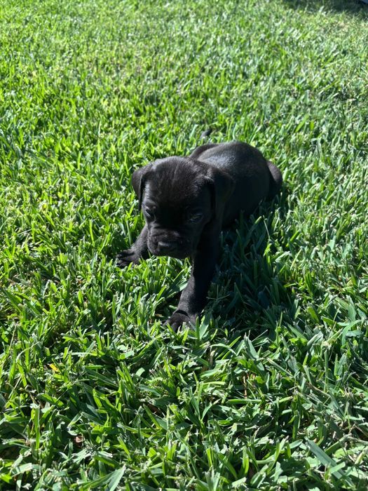 Cane Corso Italiano