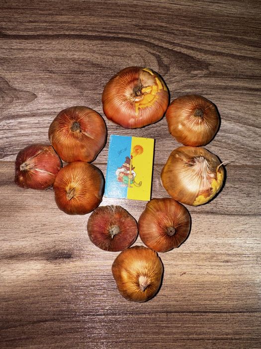 Цибулини білих гладіолусів