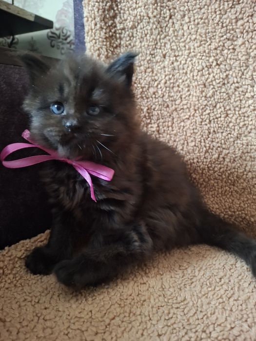 Окрас который влюбляет: роскошные котята мейн-кун