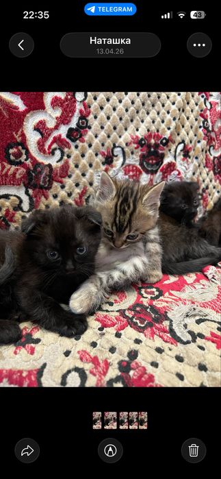 Кошенята в добрі руки