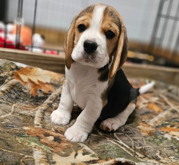Piesek rasy Beagle gotowy do odbioru