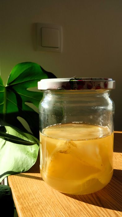 Grzybek SCOBY, starter do domowej kombuchy