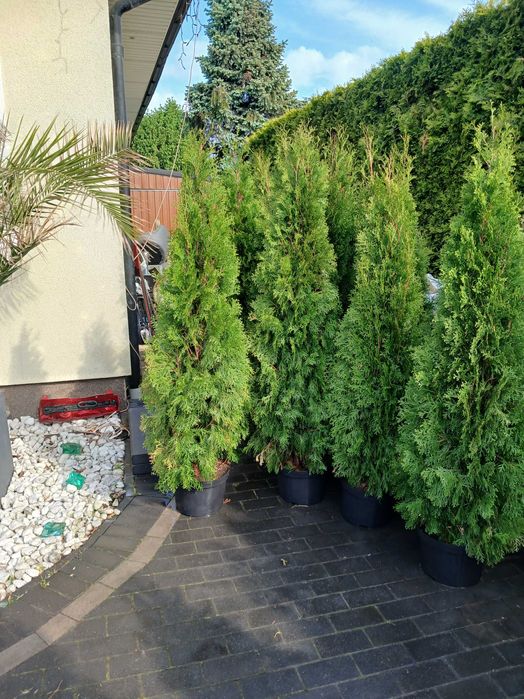 Thuja szmaragd nowe
