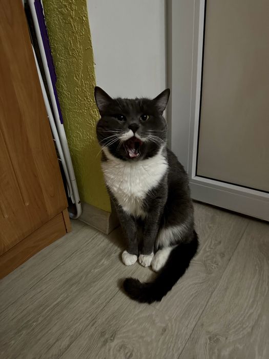 Віддам котика в добрі руки