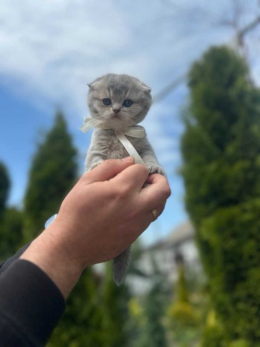 Шотландські висловухі кошенята