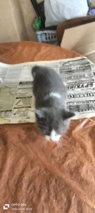 Віддам в добрі руки кошенят