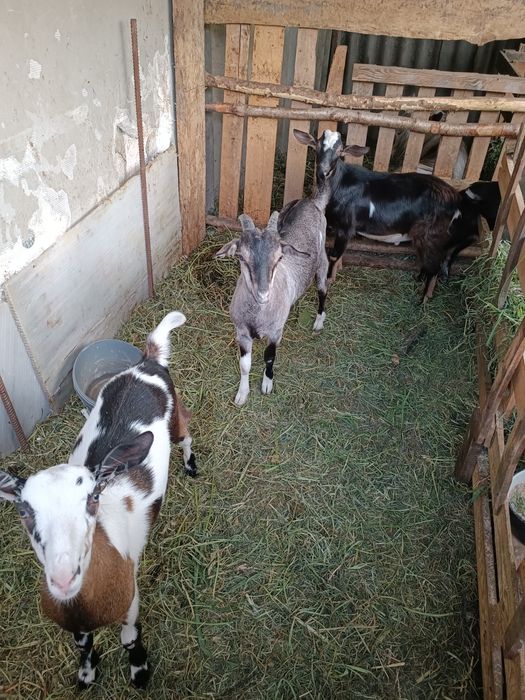 Козенятка альпонубійці шукають нову домівку та люблячих господар коза