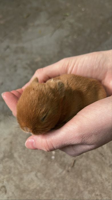Karzełek Baranek/Mini Lop - Rodowód/Metryka Królik Króliki