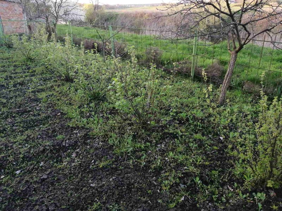 Продам дачну ділянку