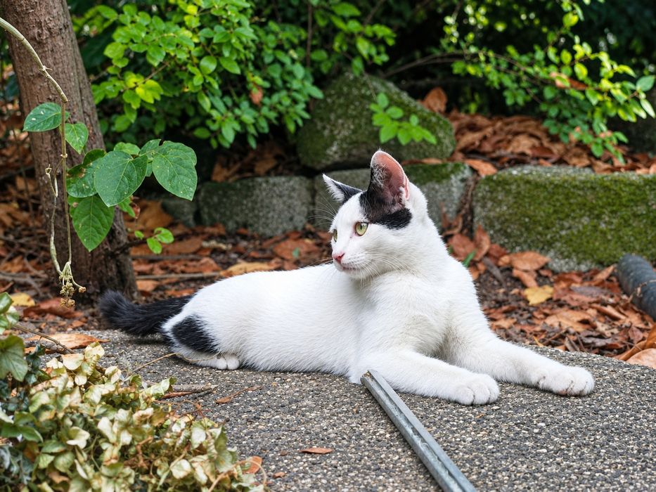 Gatinhos para adoção responsável – cerca de 4 meses