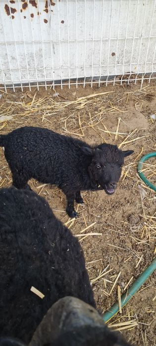 Ovelha Ouessant (ovelhas anãs)