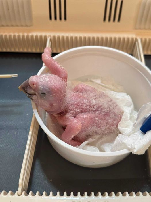 Arara ararauna bebé para criar há mão
