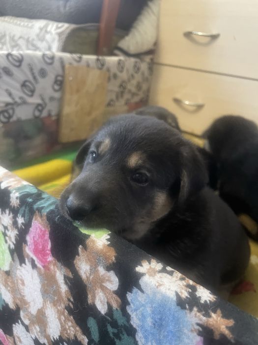 Щеночки в добрые руки