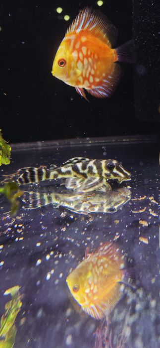 Zbrojnik Hypancistrus sp. L199 (glonojad)