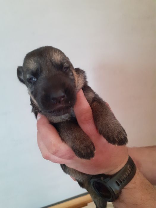 Вівчарка, цуценя вівчарки