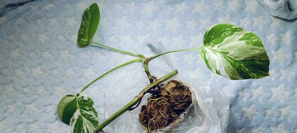 Monstera variegata ukorzeniona