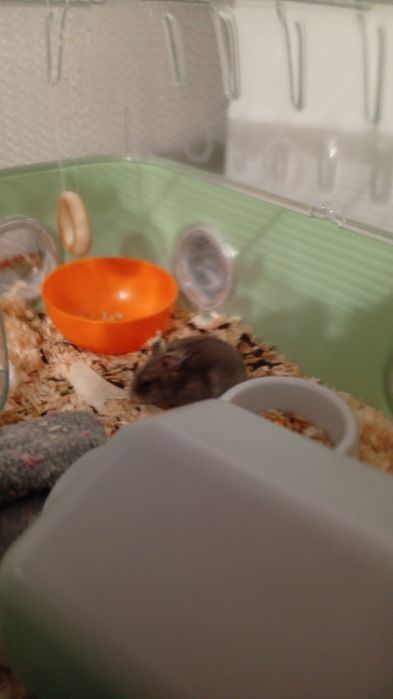 Продам клітку з хом'яком