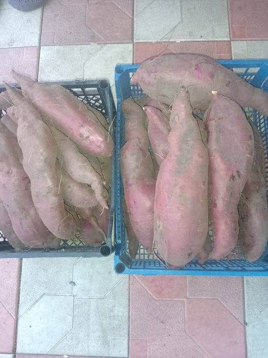 Продам батат  65грн/кг
