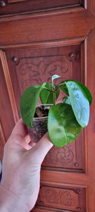 Hoya Carnosa Krinkle 8 - rosnąca