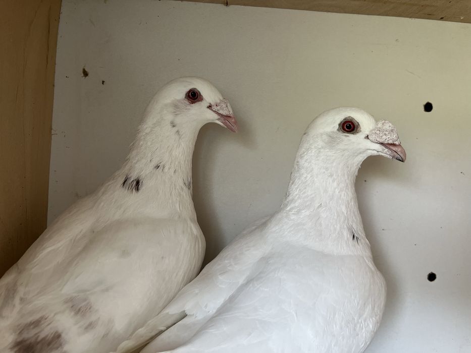 Gołębie staropolskie