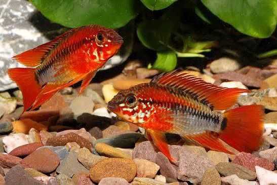 Сомы, сомики, цихлиды, экзотика рыбки для разных аквариумов Фото