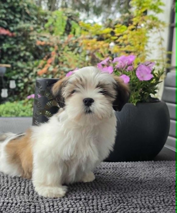 Lhasa apso - suczka z super pochodzeniem ZKwP/FCI