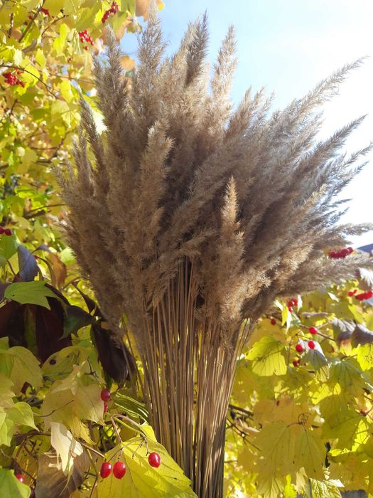 Пшениця,сухоцвіти, лісова трава. Терміново.