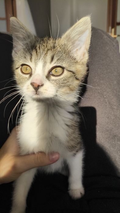 Oddam młodą kotke