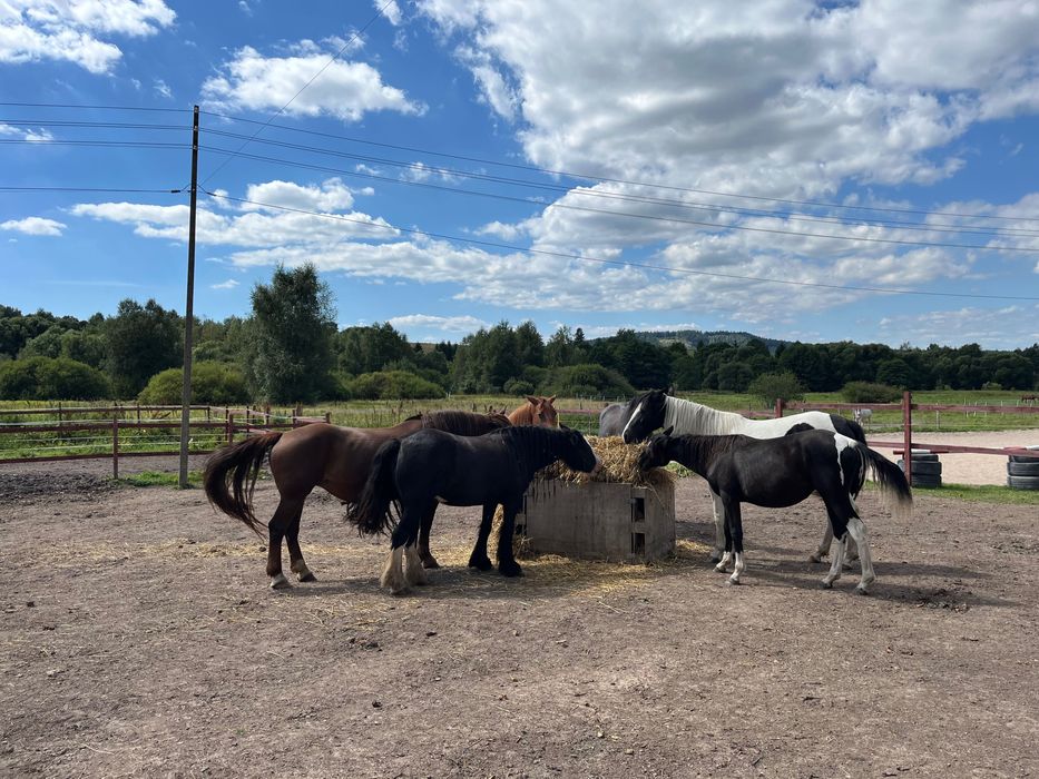 Pensjonat dla koni WOLNYWYBIEG Wałbrzych Kamienna Góra Boguszów