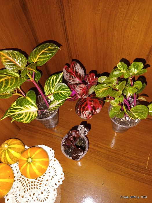 Ірезіне,епісція,іпомея,фітонія, плектрантус