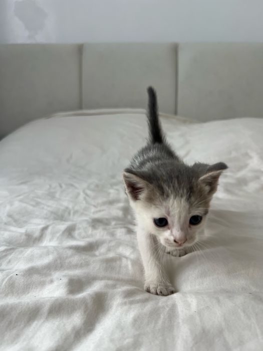 5 кошенят шукають сімʼю