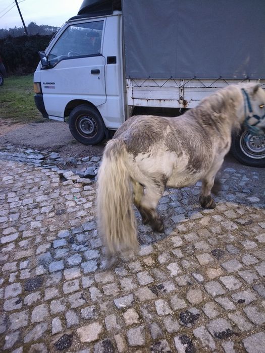 Pôneis mansos para venda