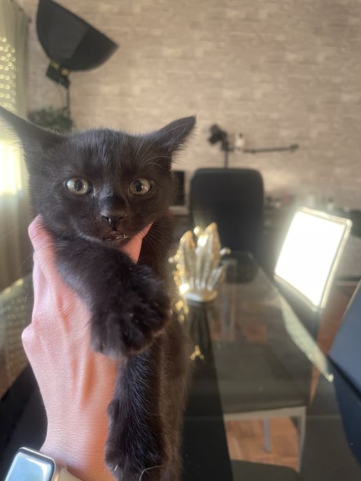 Gatinhos para adoçao