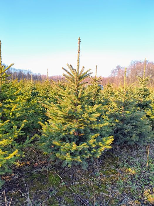 Świerk srebrny, pospolity, choinka choinki hurt detal plantacja
