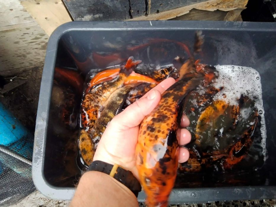 Karp koi amur albinos jesiotr pstrąg stawowy lin