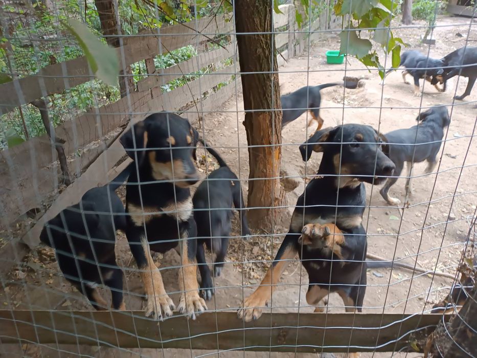 Віддам в добрі руки цуценят