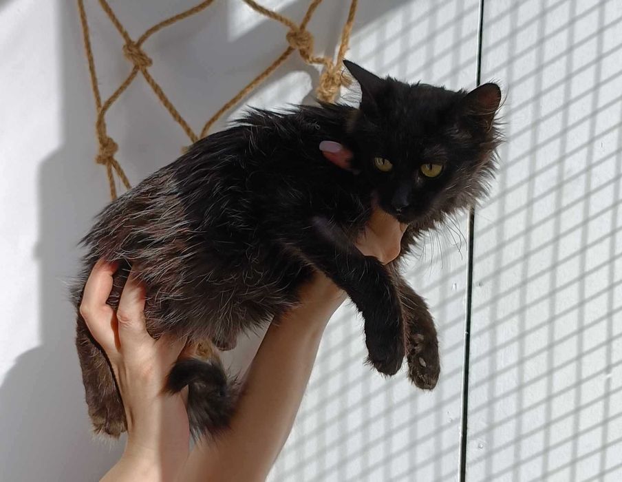 Eloy piękna bezdomna długowłosa roczna kotka szuka domu