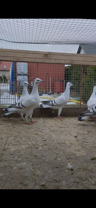 Srebrniaki szarolote samcem samice