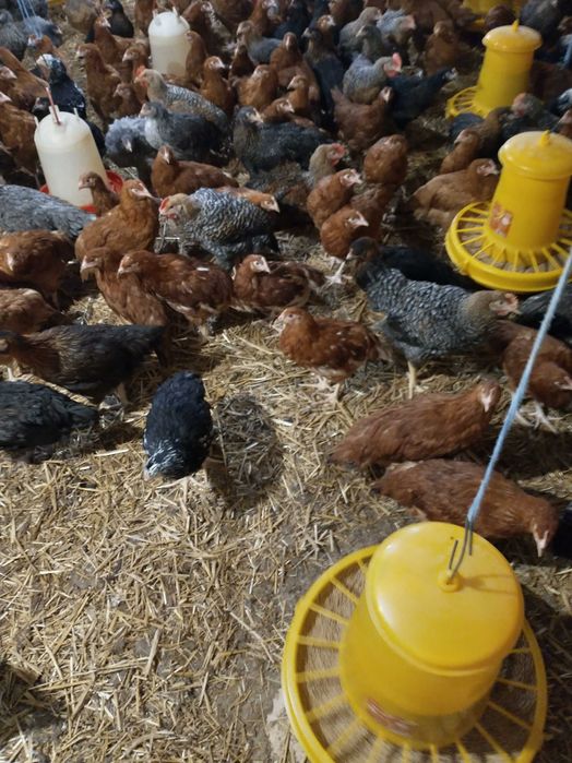 Młode kury nioski 9 tygodniowe