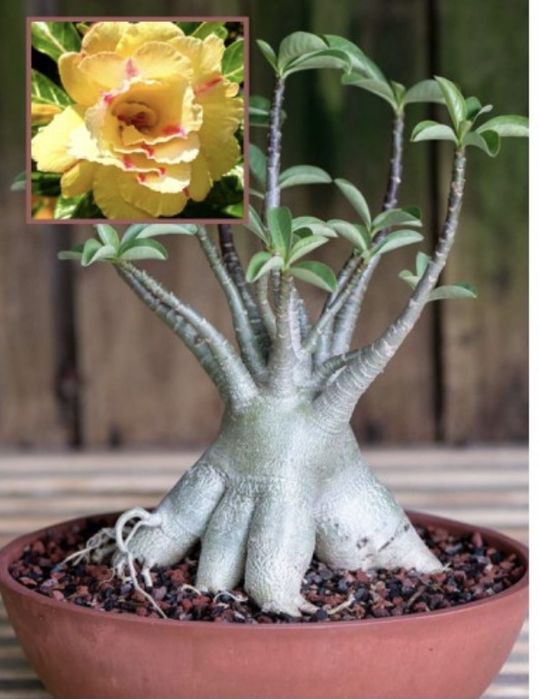 Комнатные цветы адениум