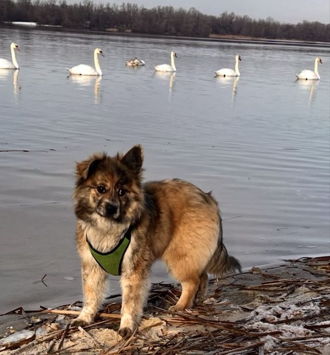 Моллі шукає ДІМ і свою людину