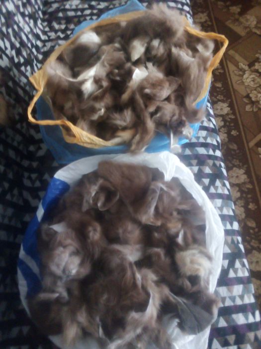 Шкури шкурки обрізь куниця лісова