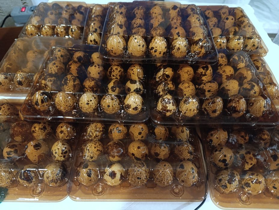 Перепелине інкубаційне яйце Техас та Фенікс