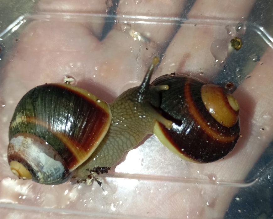 Acavus haemastoma равлики улитки сухопутные